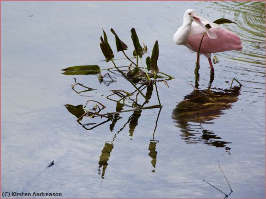 Missing Image: i_0051.jpg - spoonbill