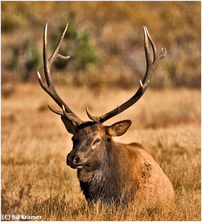 Missing Image: i_0054.jpg - Elk