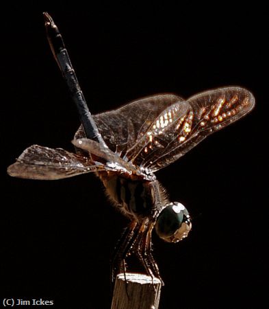 Missing Image: i_0058.jpg - Dragonfly Portrait