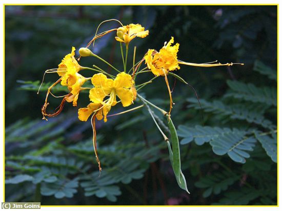 Missing Image: i_0059.jpg - Yellow Flower