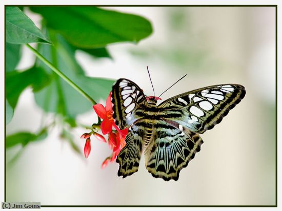 Missing Image: i_0062.jpg - Butterfly