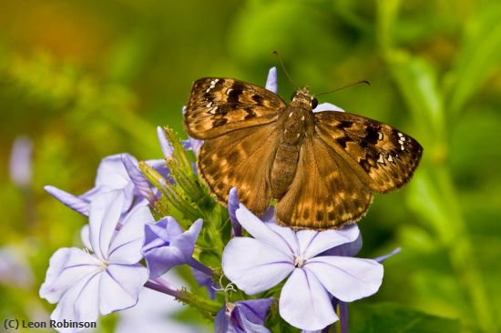 Missing Image: i_0064.jpg - Female Horace Duskywing