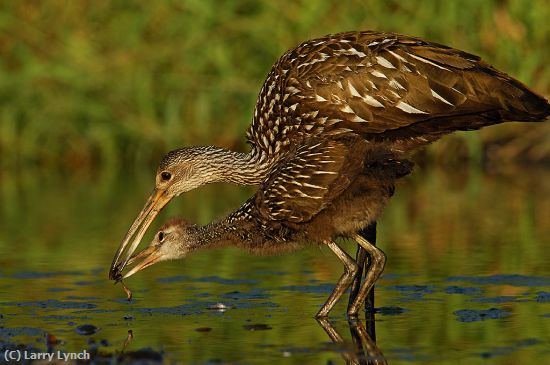 Missing Image: i_0066.jpg - Limpkin Feeding Young