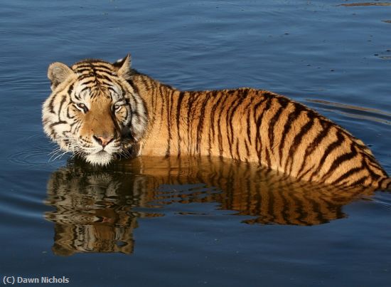 Missing Image: i_0067.jpg - Tiger