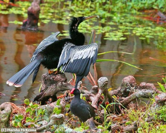 Missing Image: i_0068.jpg - Anhinga&Gallinu