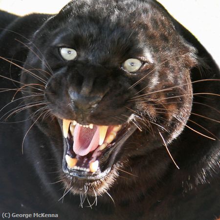 Missing Image: i_0069.jpg - Black Leopard