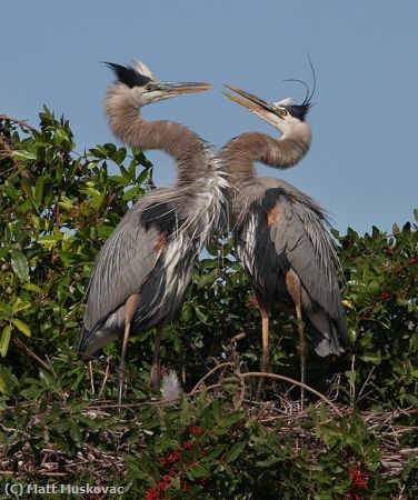 Missing Image: i_0070.jpg - Great Blue Heron Couple