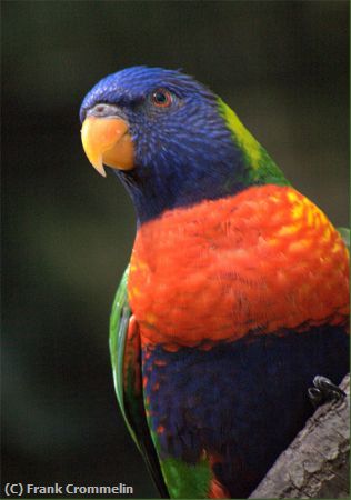 Missing Image: i_0014.jpg - Lorikeet