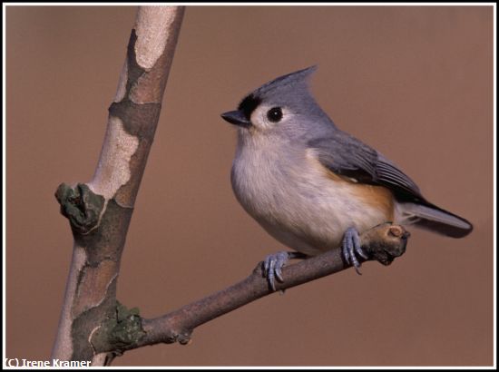 Missing Image: i_0015.jpg - Tufted Titmouse