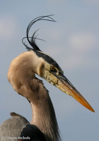 Missing Image: i_0016.jpg - Great Blue Heron