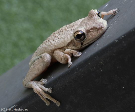 Missing Image: i_0020.jpg - Tree Frog