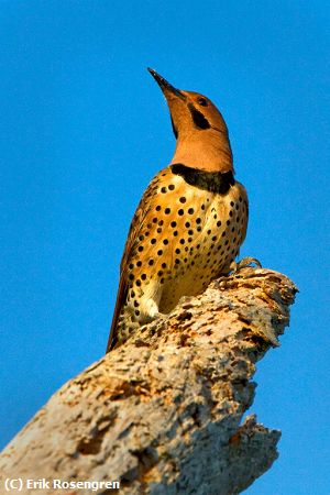 Missing Image: i_0029.jpg - Northern-Flicker