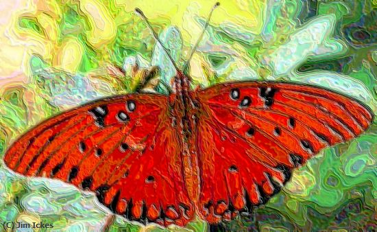 Missing Image: i_0051.jpg - Painted Butterfly
