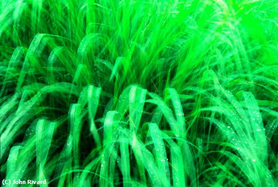 Missing Image: i_0056.jpg - Grass Dream 1