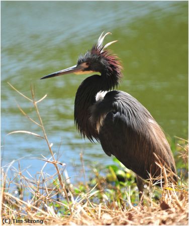 Missing Image: i_0001.jpg - Another Bad Hair Day