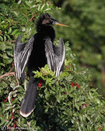 Missing Image: i_0005.jpg - Anhinga