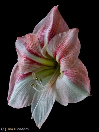 Missing Image: i_0010.jpg - Amaryllis