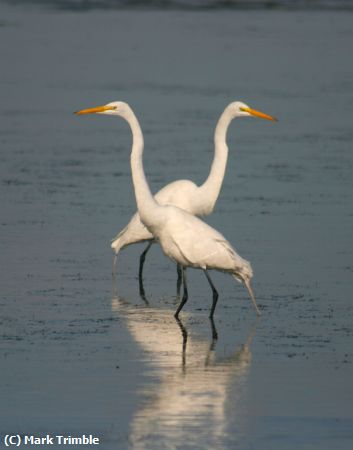 Missing Image: i_0013.jpg - Great Egret