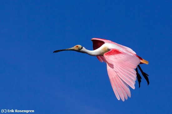 Missing Image: i_0014.jpg - setting his wings