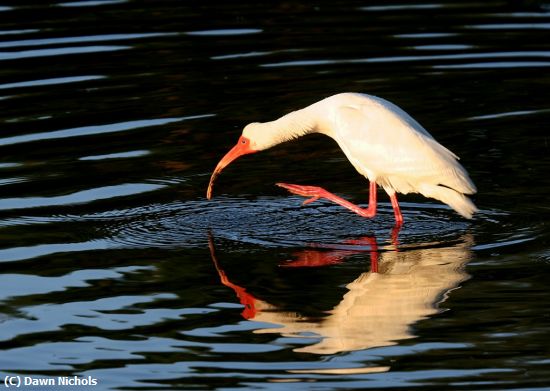 Missing Image: i_0016.jpg - Ibis