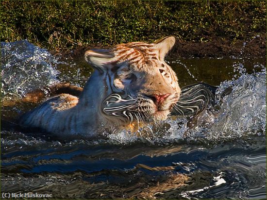 Missing Image: i_0018.jpg - Tiger-Dives-In