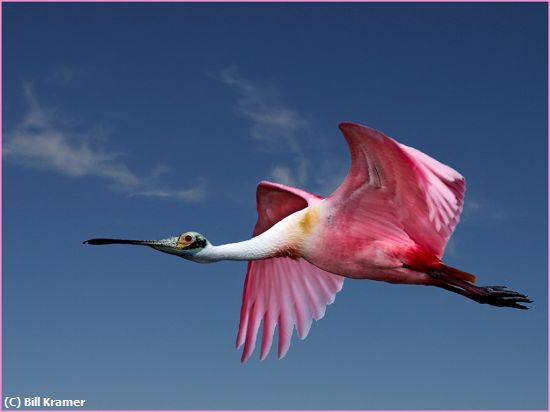 Missing Image: i_0019.jpg - Roseate-Spoonbill