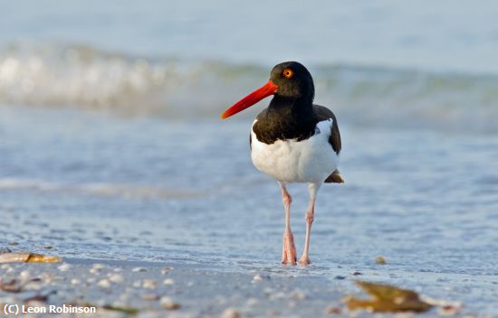 Missing Image: i_0020.jpg - Oystercatcher