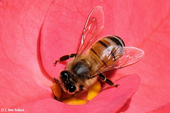 Missing Image: i_0021.jpg - Flower and a Bee