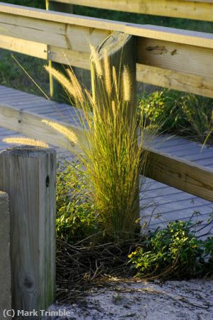 Missing Image: i_0030.jpg - Beach Grass