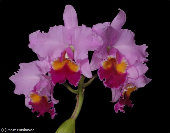 Missing Image: i_0031.jpg - Orchid Quad