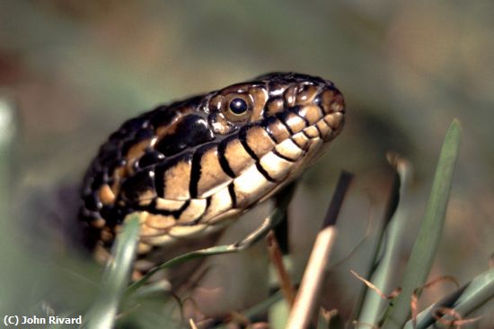 Missing Image: i_0032.jpg - rat snake