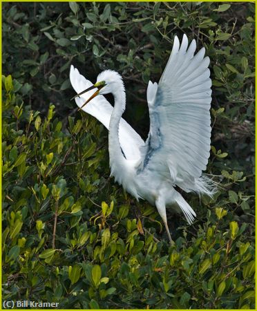 Missing Image: i_0040.jpg - Great-Egret-Display