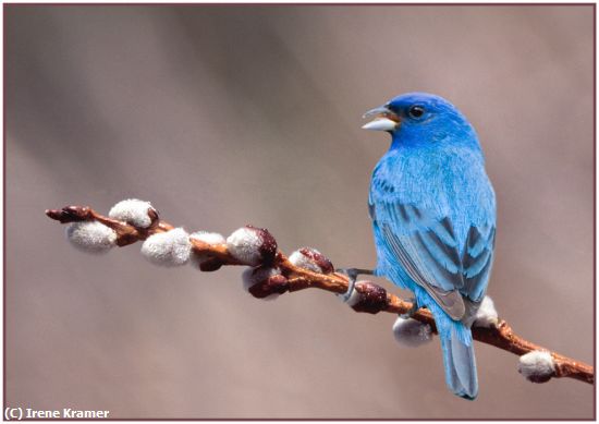 Missing Image: i_0046.jpg - Indigo Bunting on Pussywillow