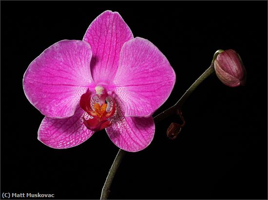 Missing Image: i_0004.jpg - Orchid with Bud