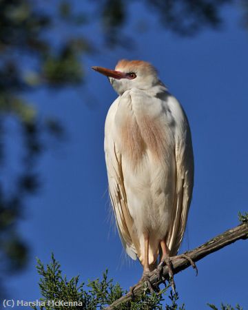 Missing Image: i_0005.jpg - Cattle Egret