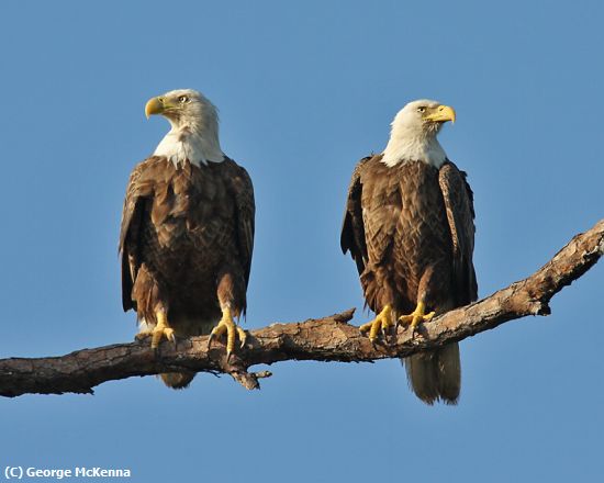 Missing Image: i_0010.jpg - Mom & Dad  Eagle