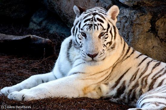 Missing Image: i_0015.jpg - Whitetiger Watercolor