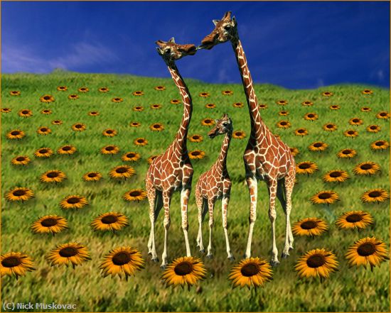 Missing Image: i_0017.jpg - Giraffe-Family-on-Sunflower-Farm