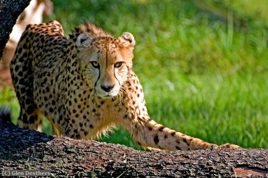 Missing Image: i_0024.jpg - Cheetah