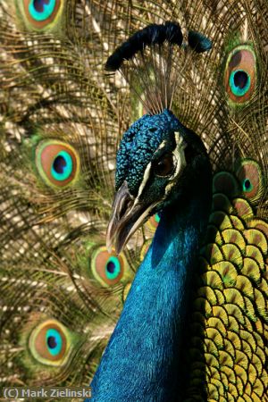 Missing Image: i_0025.jpg - Peacock Head