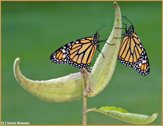 Missing Image: i_0027.jpg - Monarch-Pair