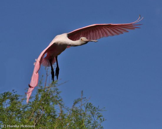 Missing Image: i_0028.jpg - Spoonbill Landing