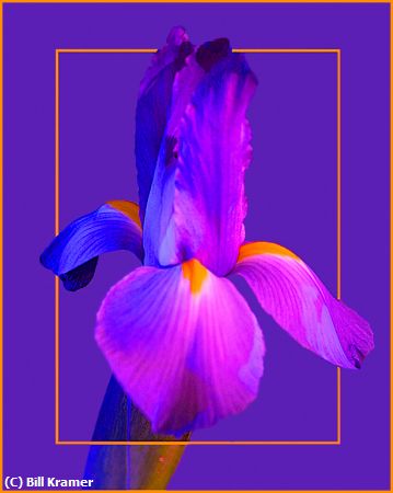 Missing Image: i_0030.jpg - Dwarf-Iris