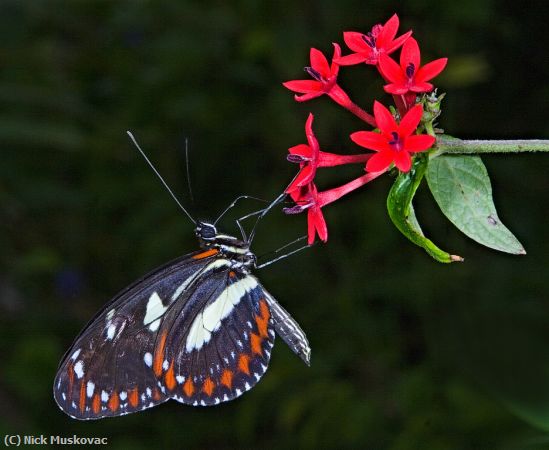 Missing Image: i_0005.jpg - Heliconius Atthis