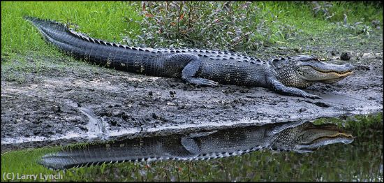 Missing Image: i_0009.jpg - Gator reflecting on the Myakka River