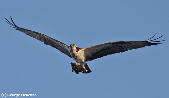 Missing Image: i_0016.jpg - Osprey with fish