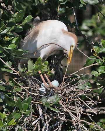 Missing Image: i_0031.jpg - Mom & her eggs