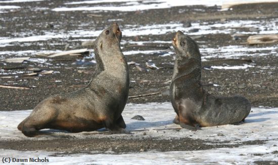 Missing Image: i_0033.jpg - Fur Seals