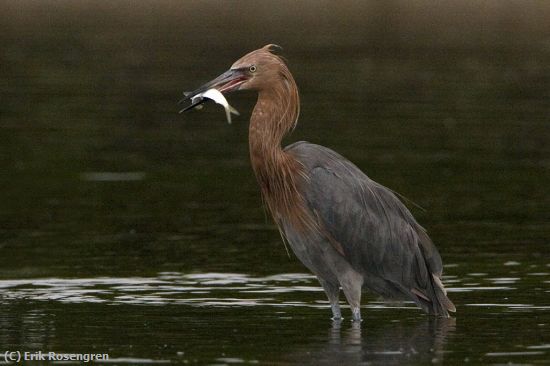 Missing Image: i_0034.jpg - Reddish-Egret--catch-1