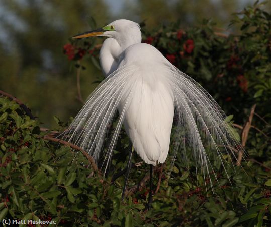 Missing Image: i_0040.jpg - Great Egret Mating Plumage